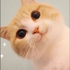 Meet your Posher, Lena